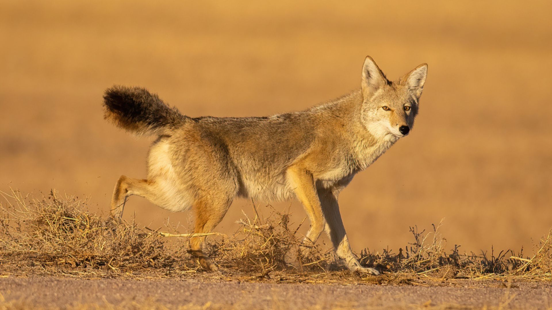 The Top 25 Smells Attracting Coyotes To Your Yard