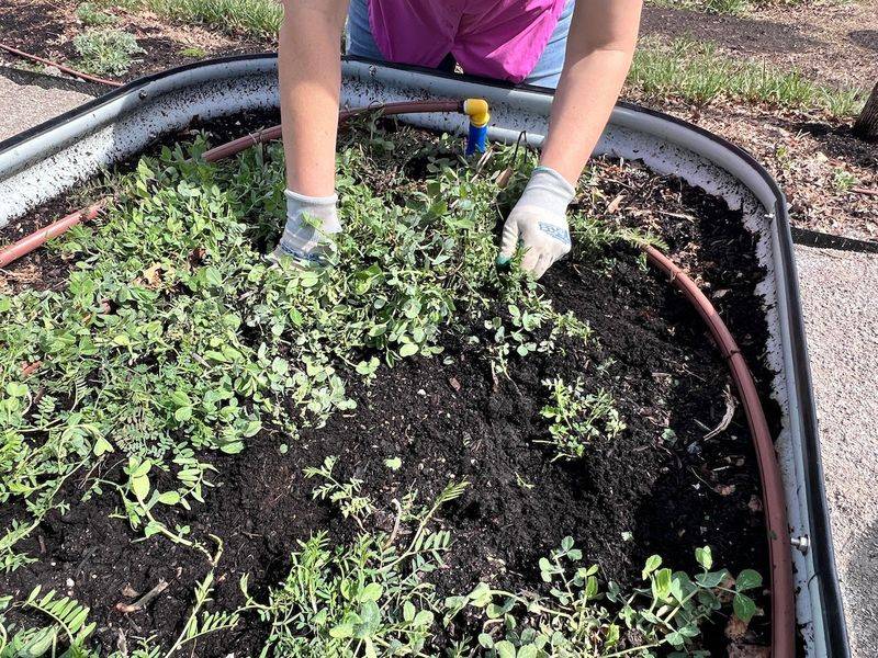 The Wonders of Green Manure