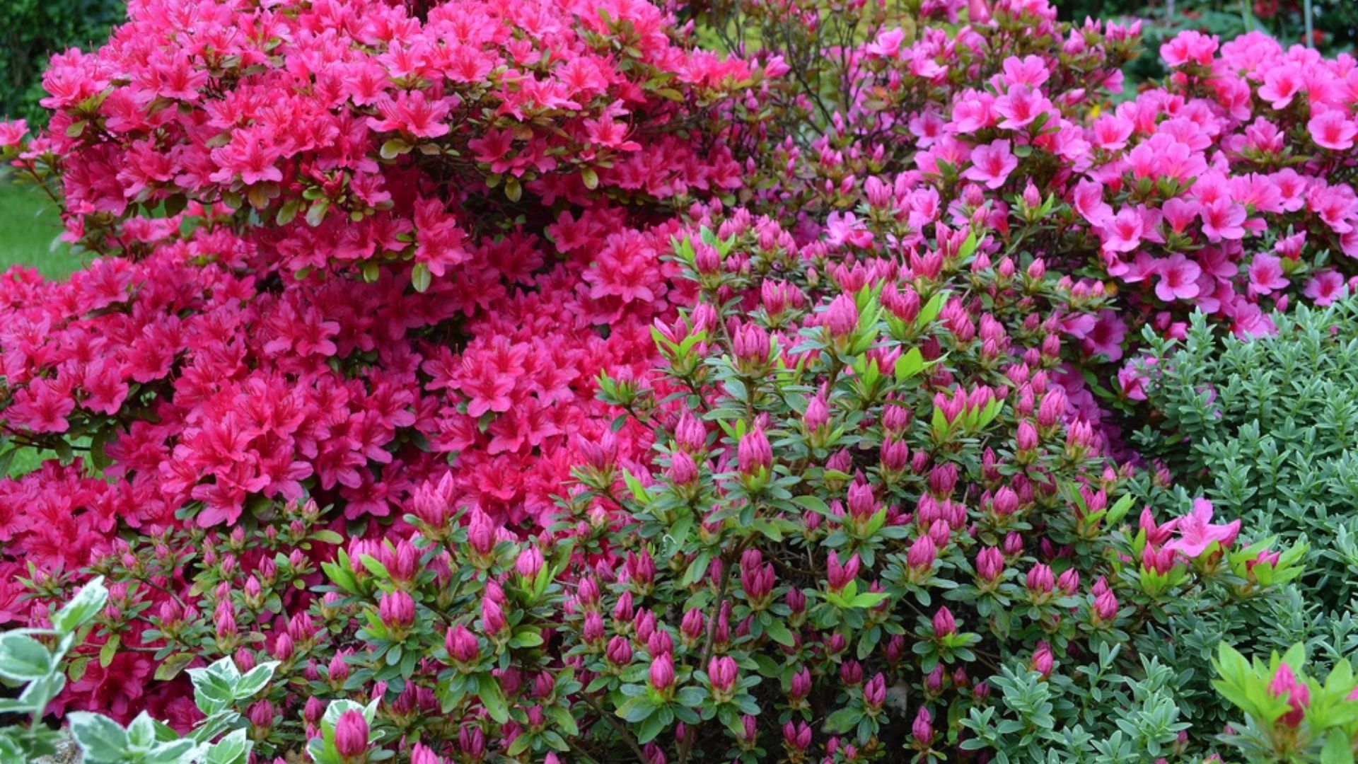 The Zillow Garden With 29 Plants To Boost Your Curb Appeal