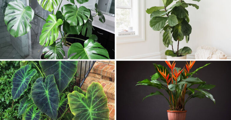 These 20 Big-Leaf Plants Will Turn Your Home Into A Veritable Oasis