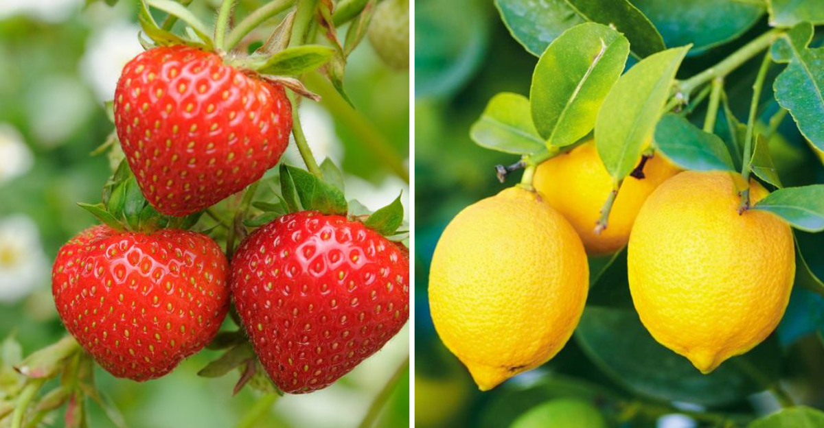 These 20 Fruits Will Thrive In Your Greenhouse Garden