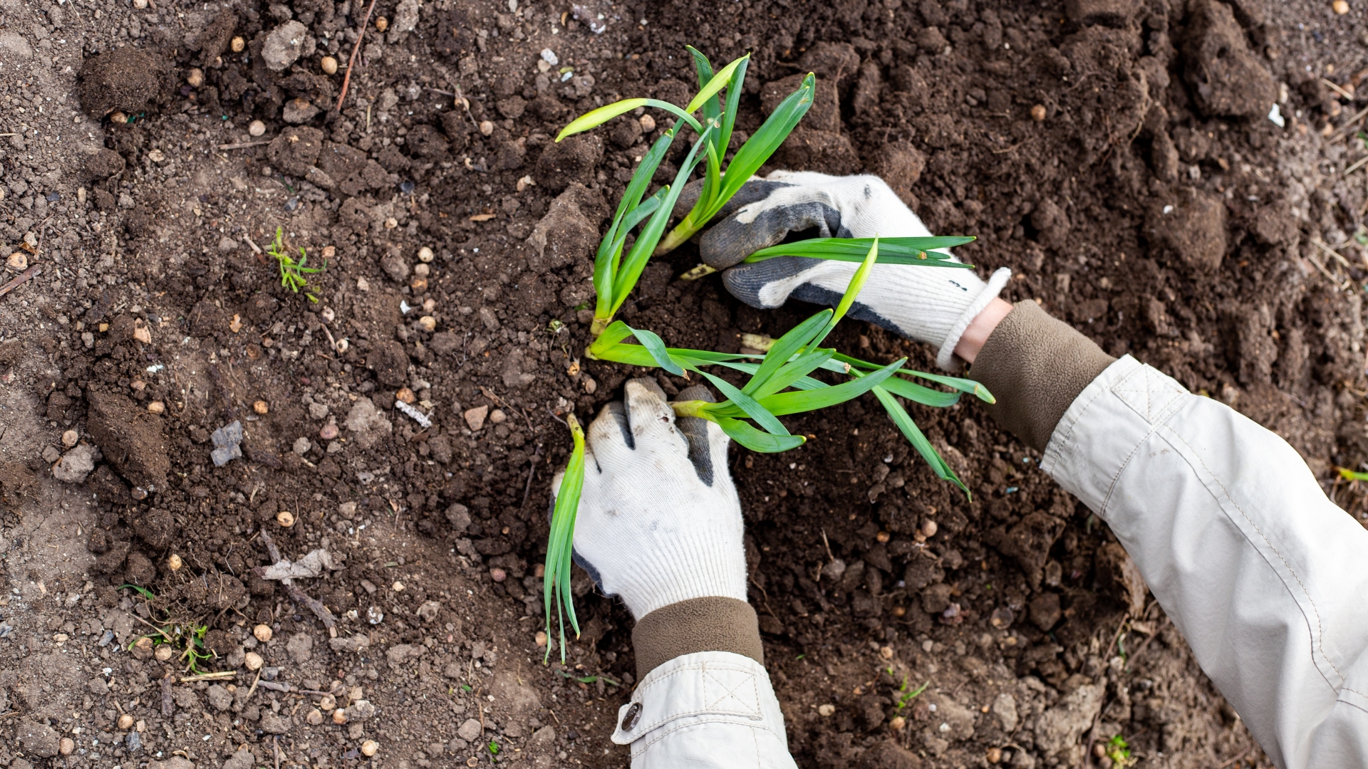 A gardener plants daffodil flowers in the ground in early spring