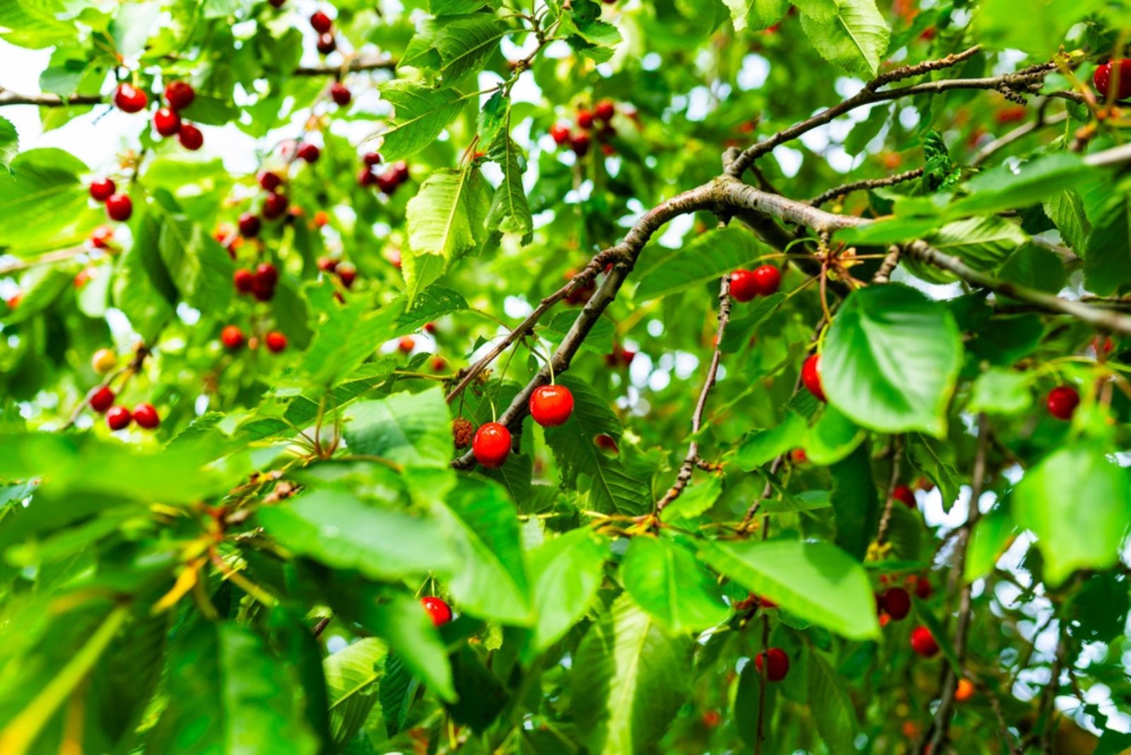 These 23 Fruits Will Thrive In Your Greenhouse Garden