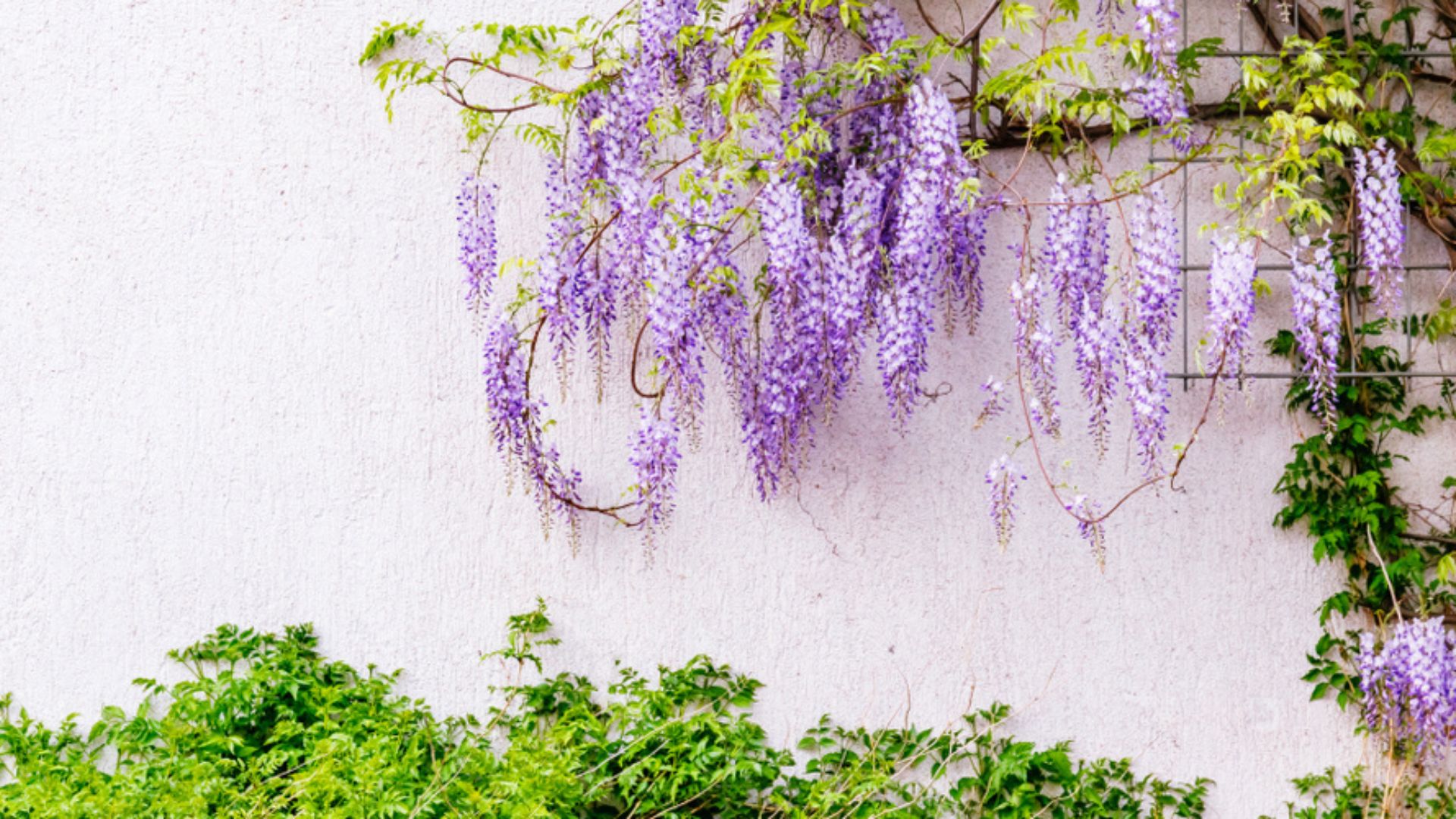 flowring wisteria vine