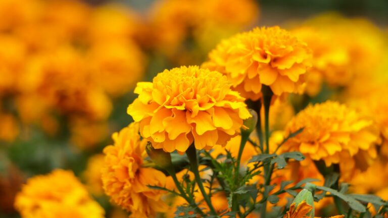 French marigolds background. Orange floral background. Orange marigolds. Orange french marigold. Orange flowers backdrop