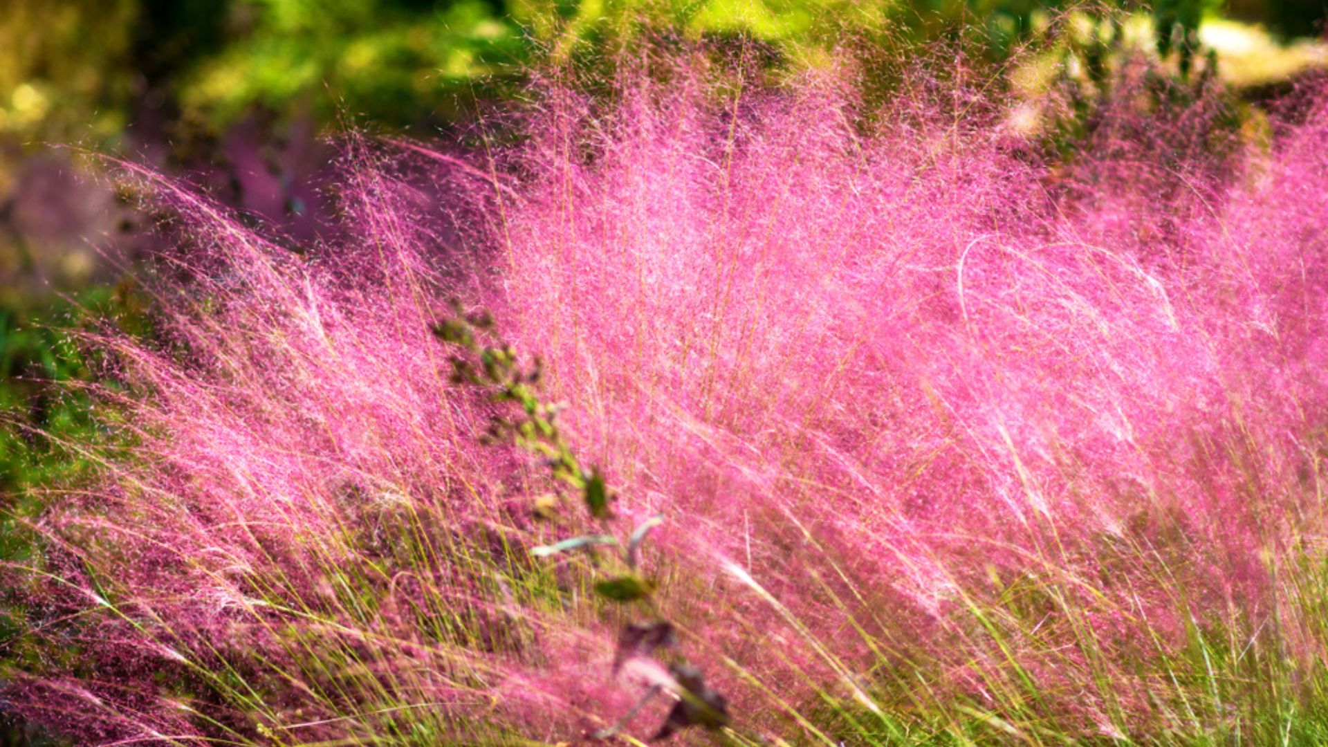 These 27 Ornamental Grasses Give You A Full, Textured Garden