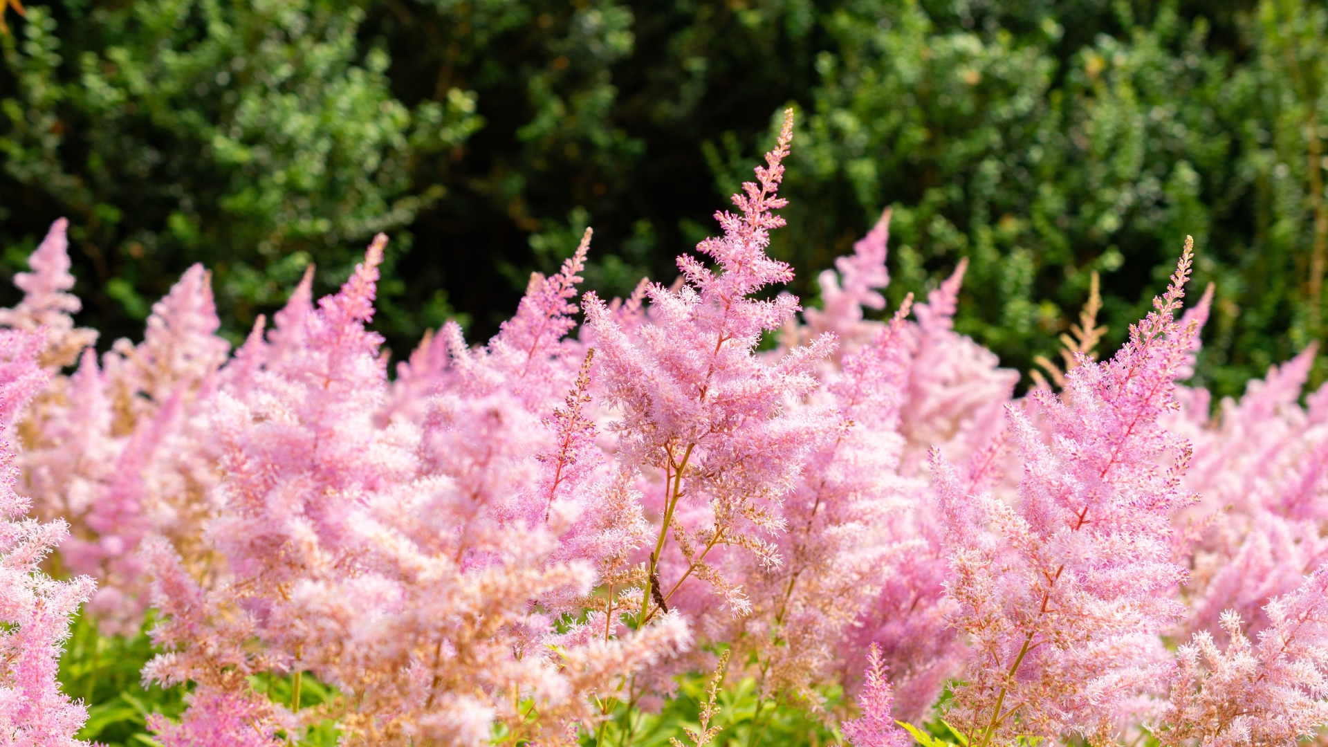 Saint Gallen, Switzerland, July 14, 2024 Astilbe Japonica or false bucks beard plant at the botanical garden