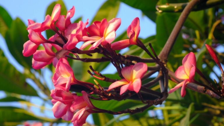 plumeria plant