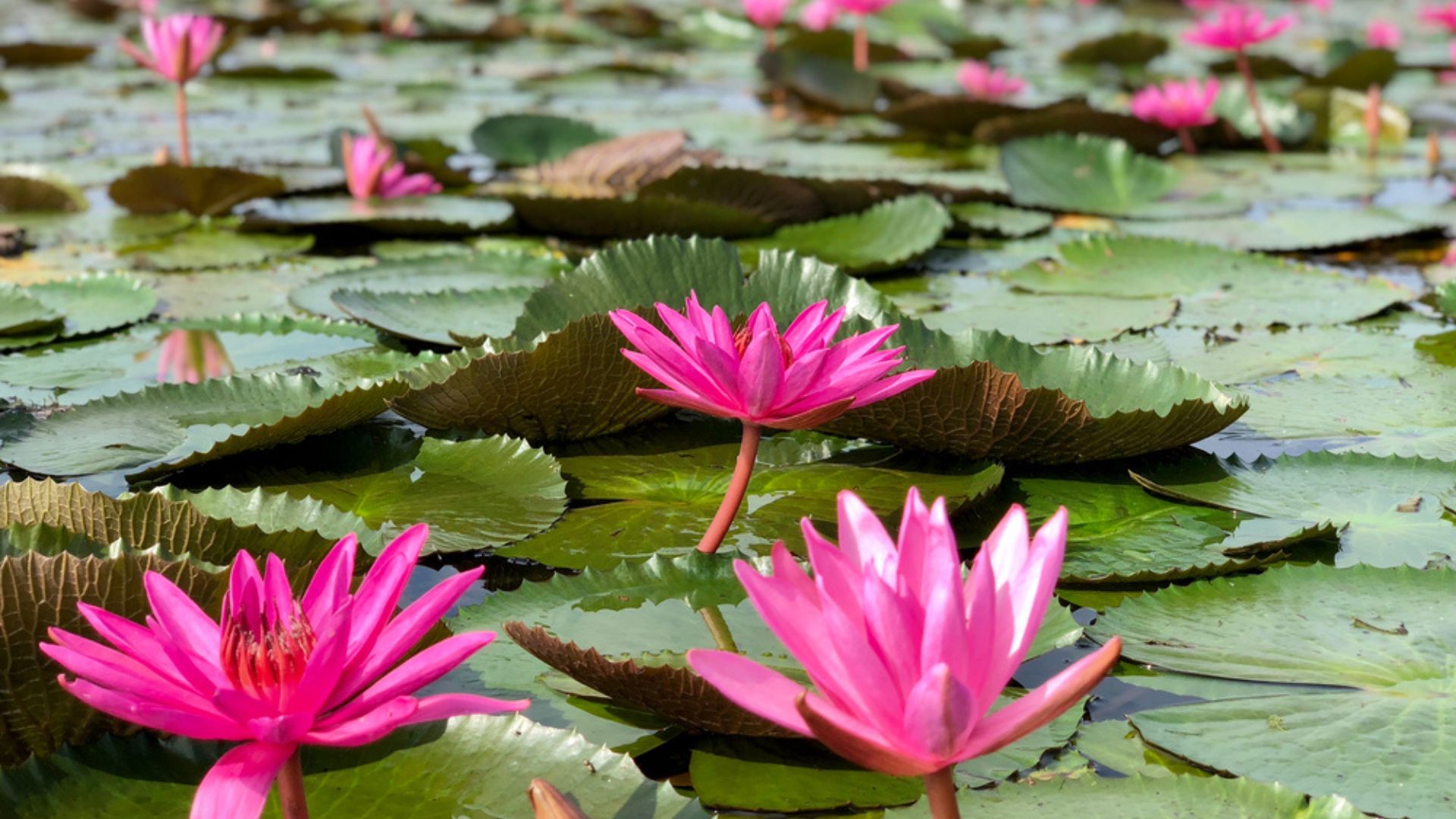 lotus flowers