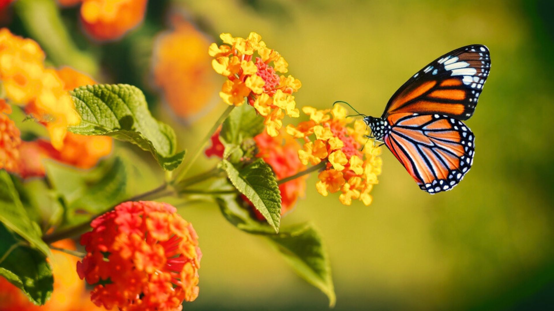 butterfly on lantana flowers