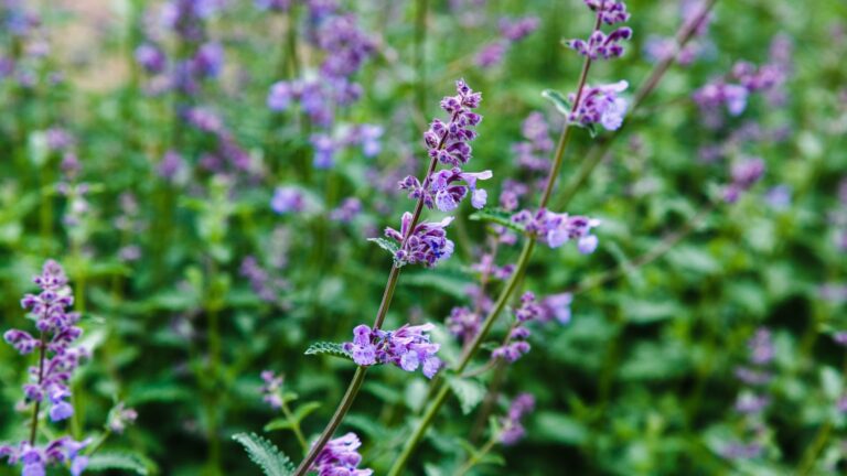 Catmint