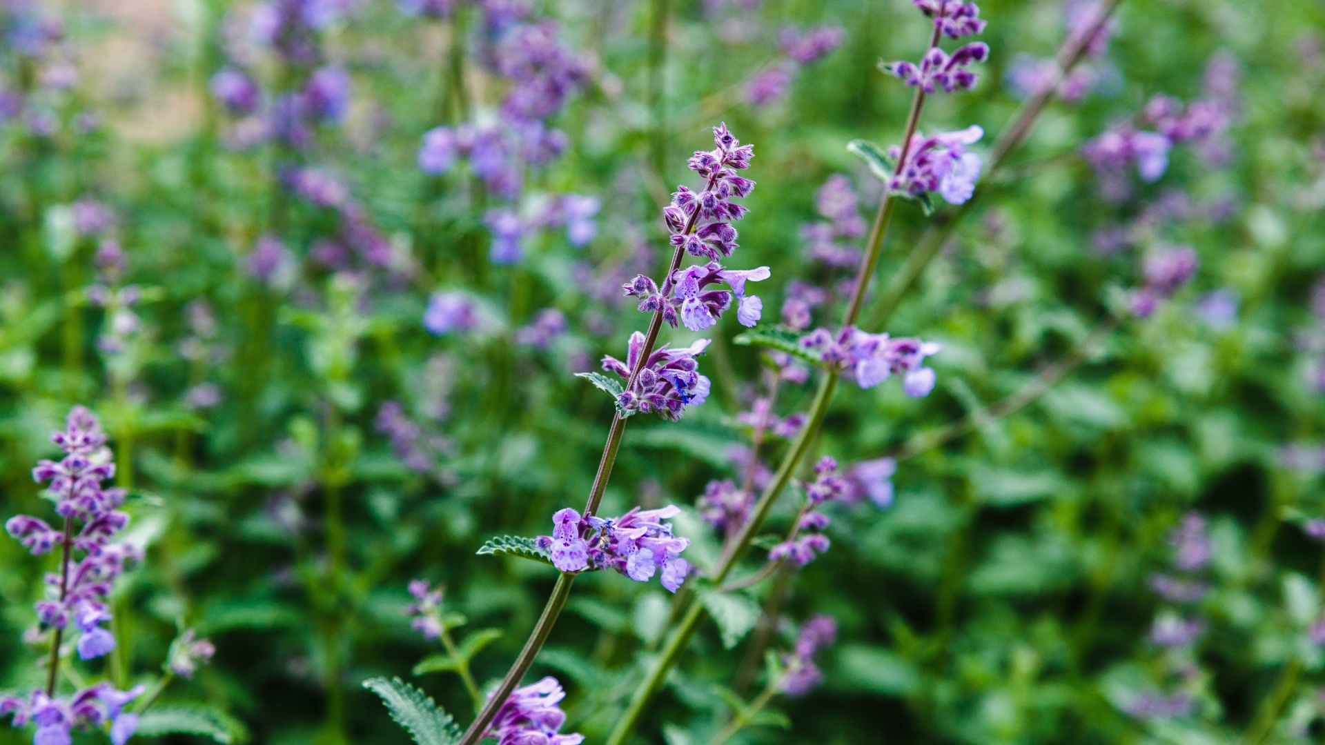 These Are The 12 Best Companion Plants For Roses That Will Keep Them Healthy And Pest-Free