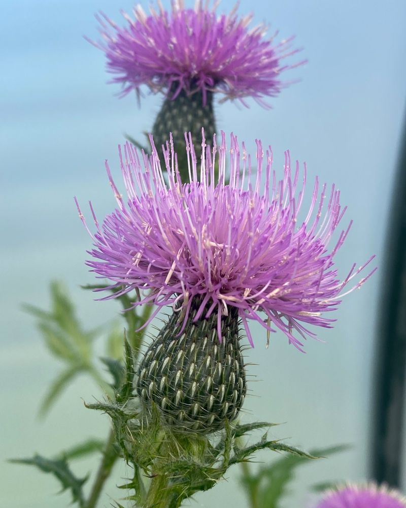 Thorny Thistle