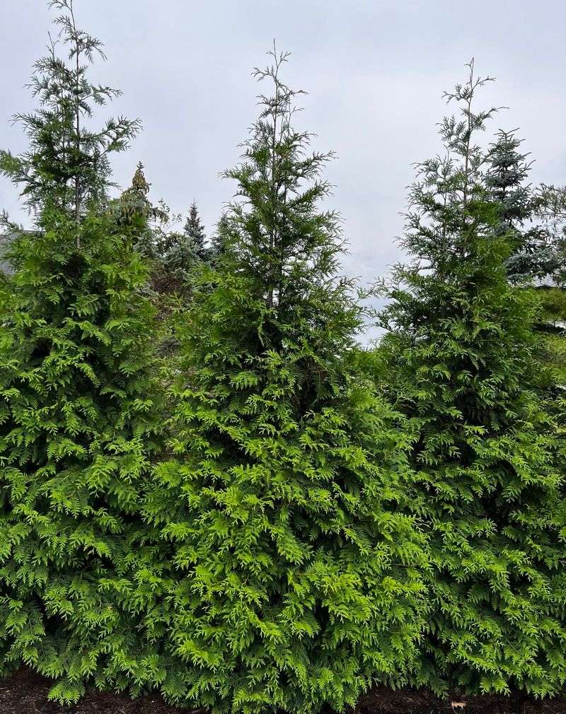 Thuja Green Giant