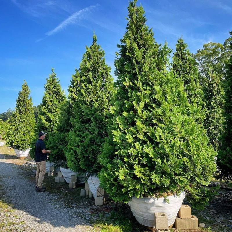 Thuja