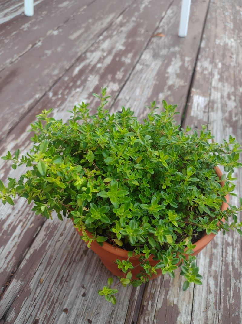 Thyme