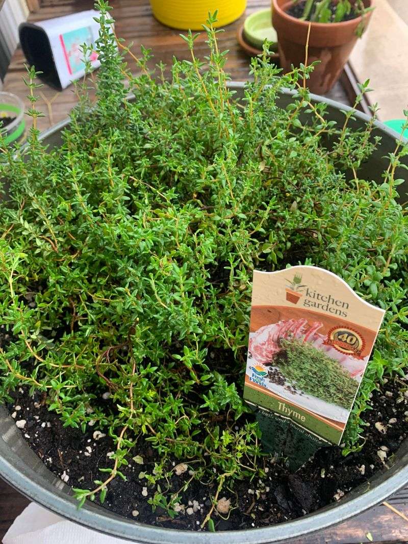 Thyme