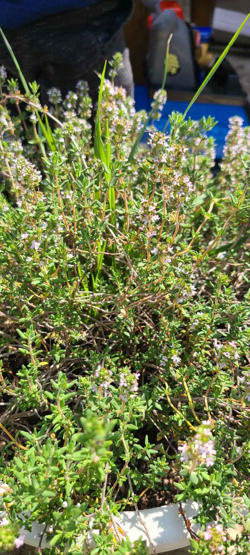 Thyme