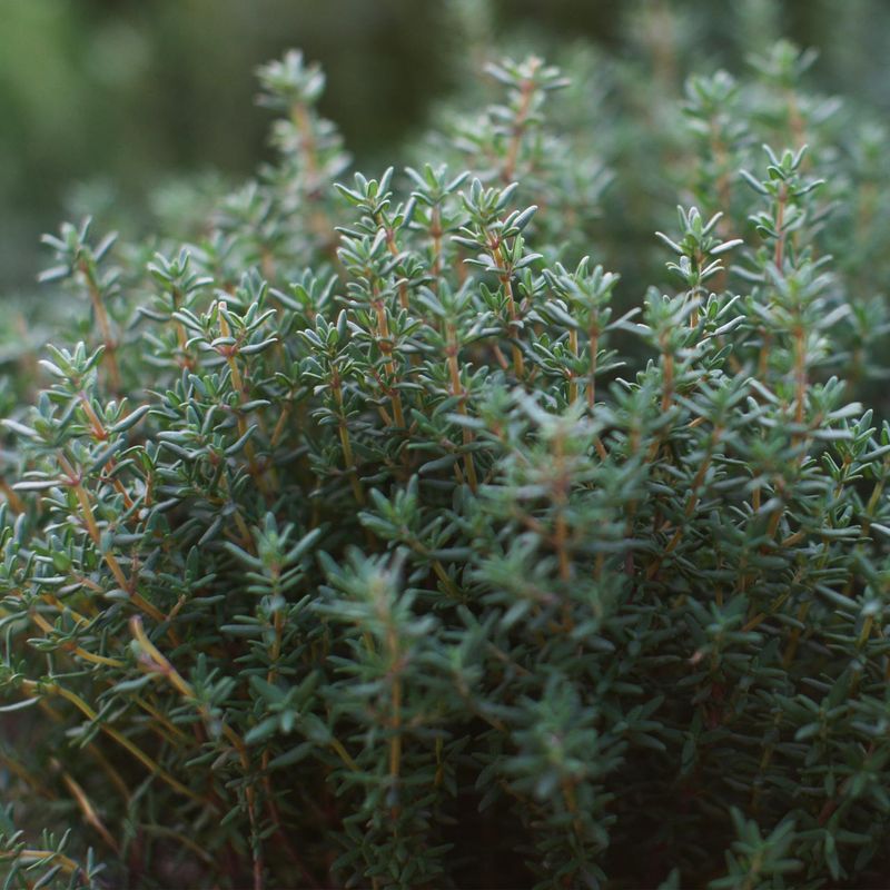 Thyme