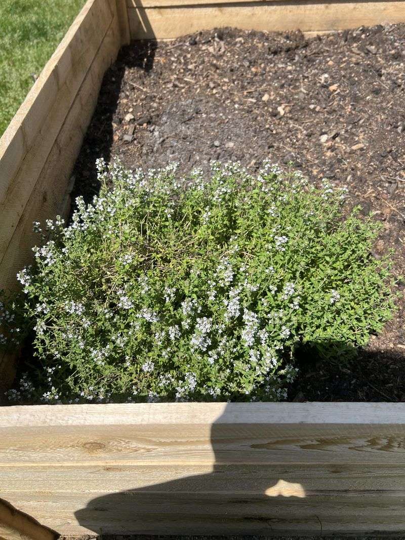 Thyme