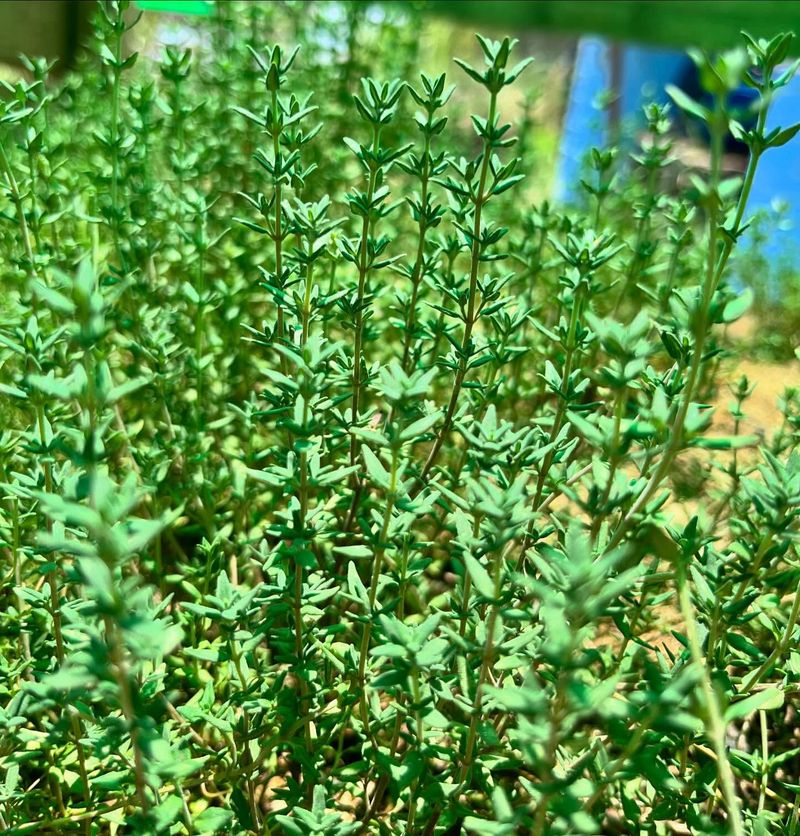 Thyme