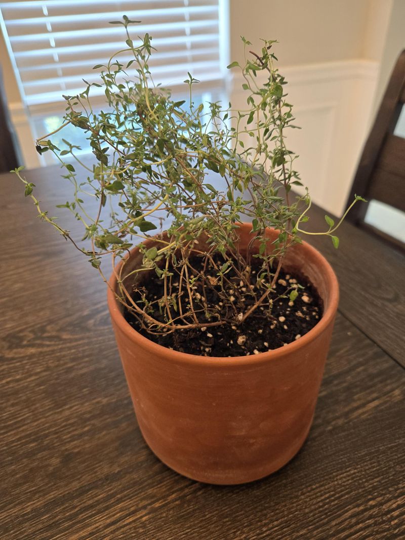 Thyme