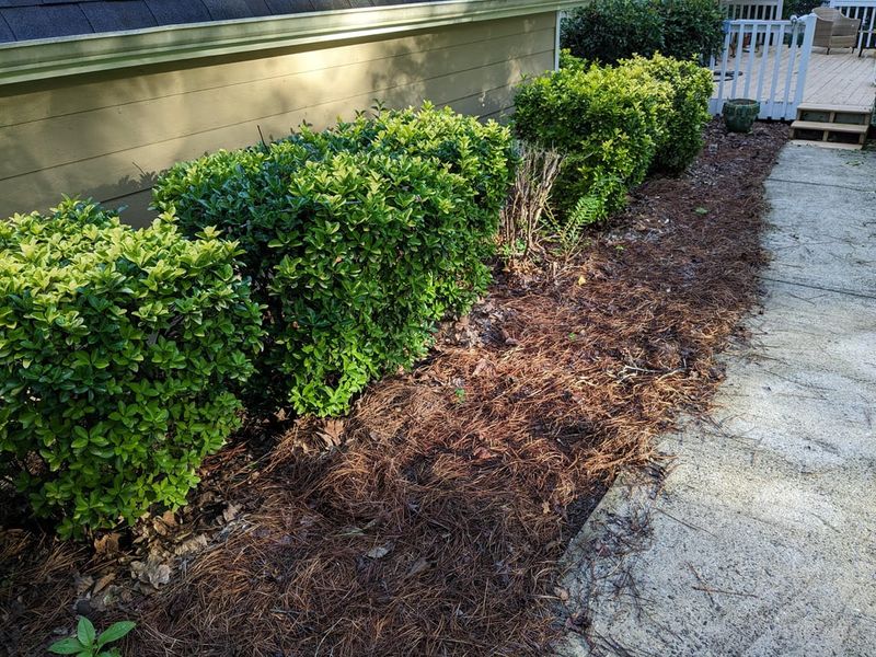 Thyme Border