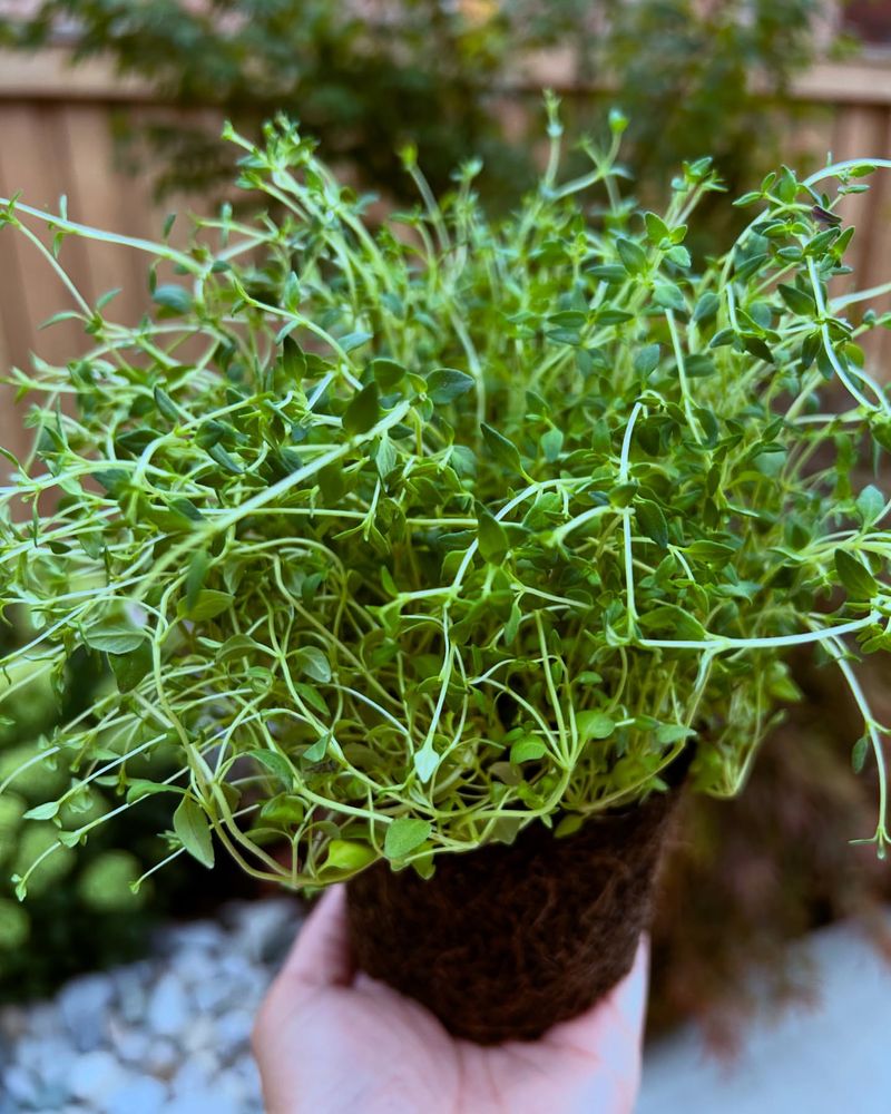 Thyme Varieties Exploration