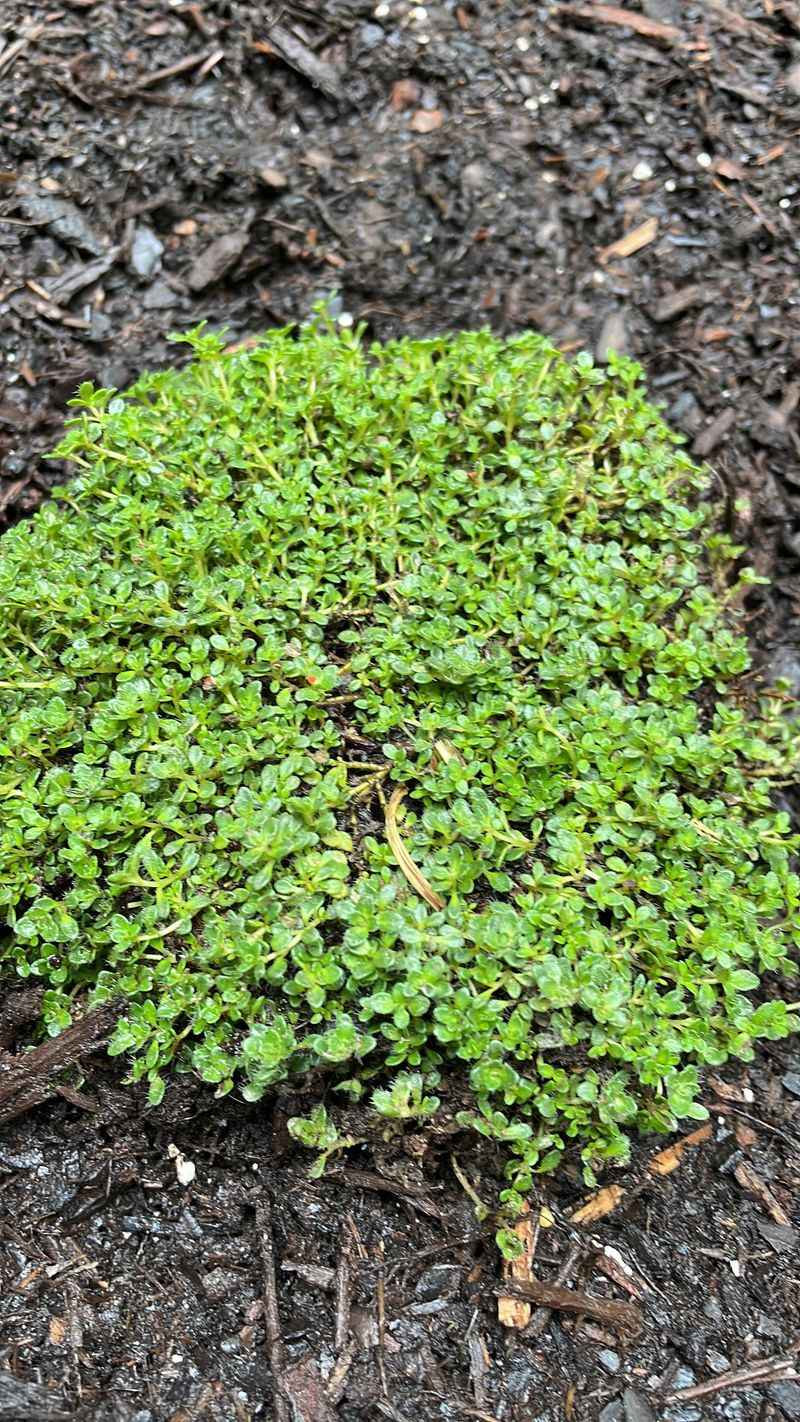 Thyme in Healing