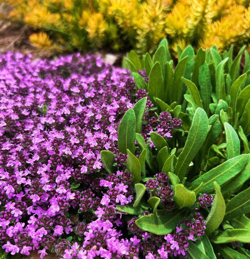 Thymus Serpyllum