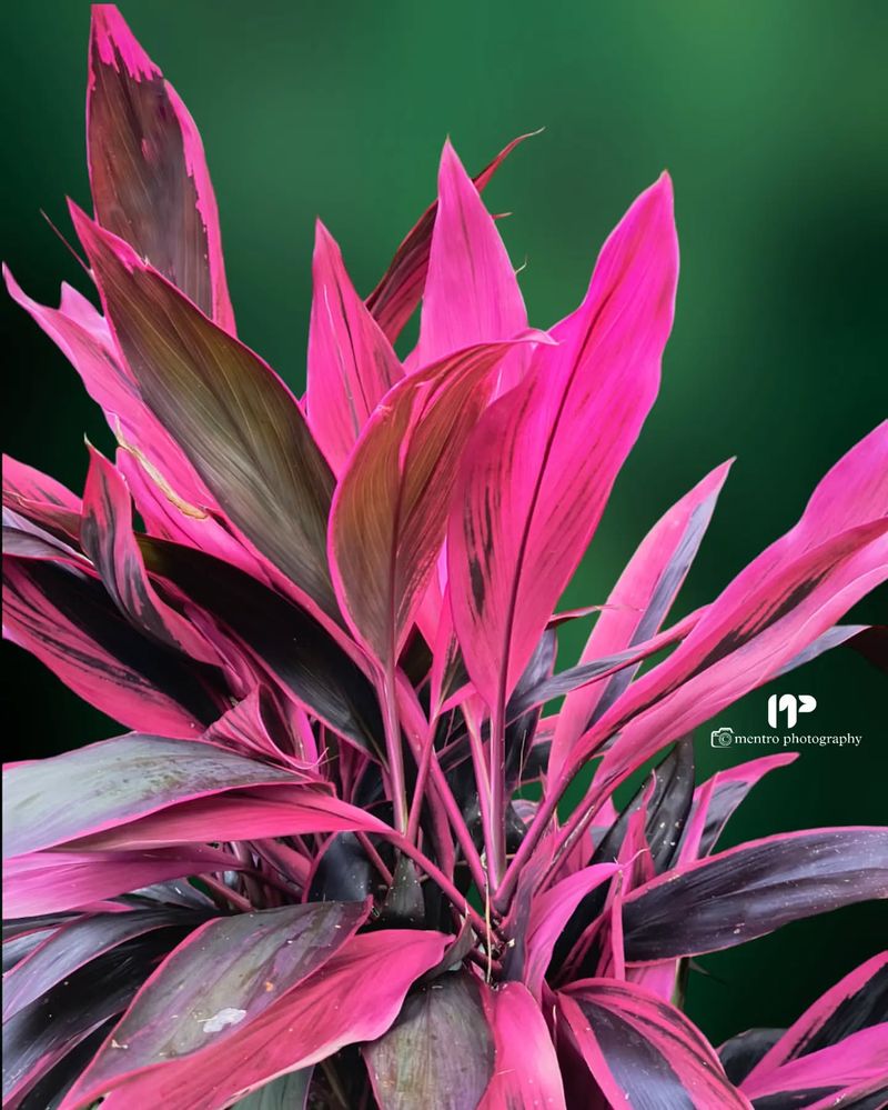 Ti Plant (Cordyline fruticosa)