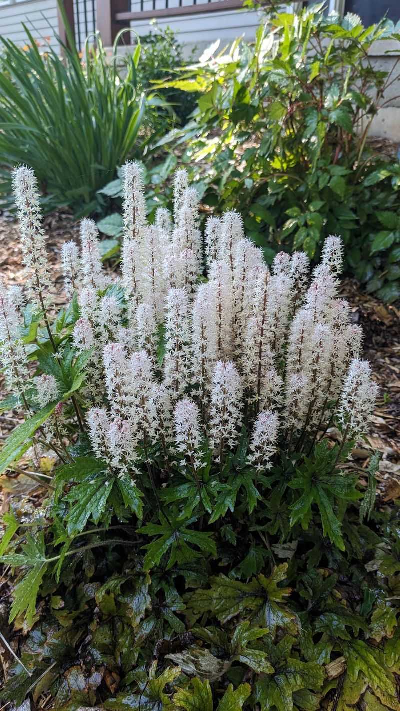 Tiarella