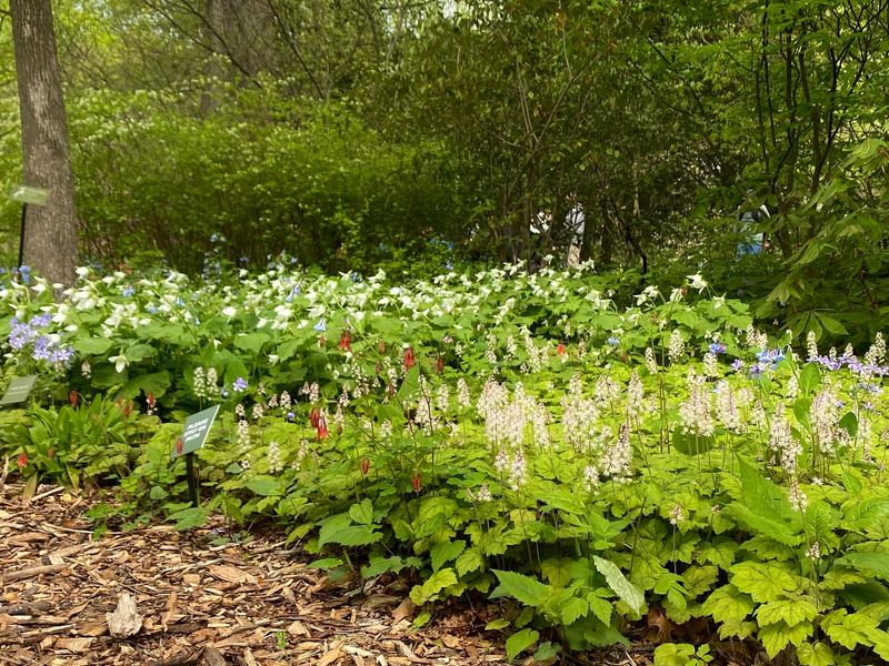 Tiarella Cordifolia