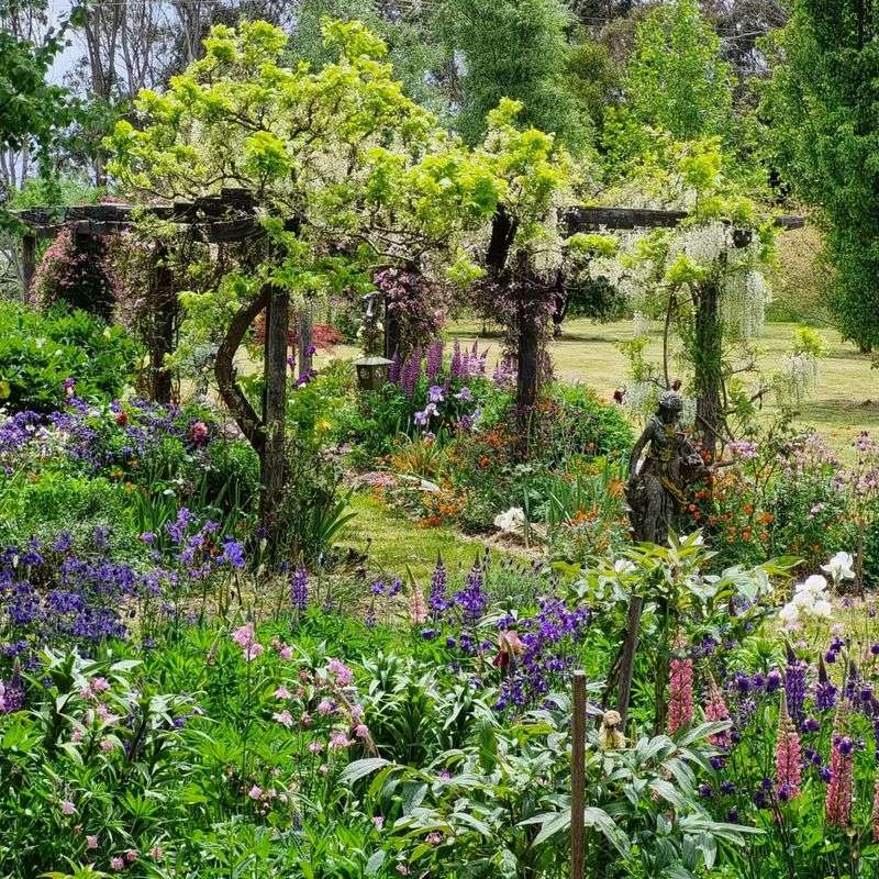 Tiarella Treasures