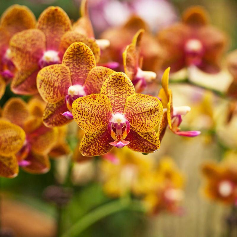 Tiger Orchid