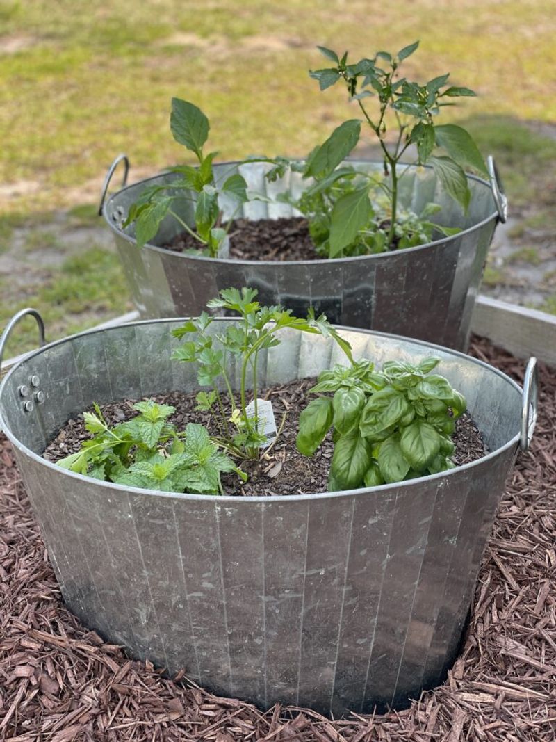 Tin Can Herb Garden