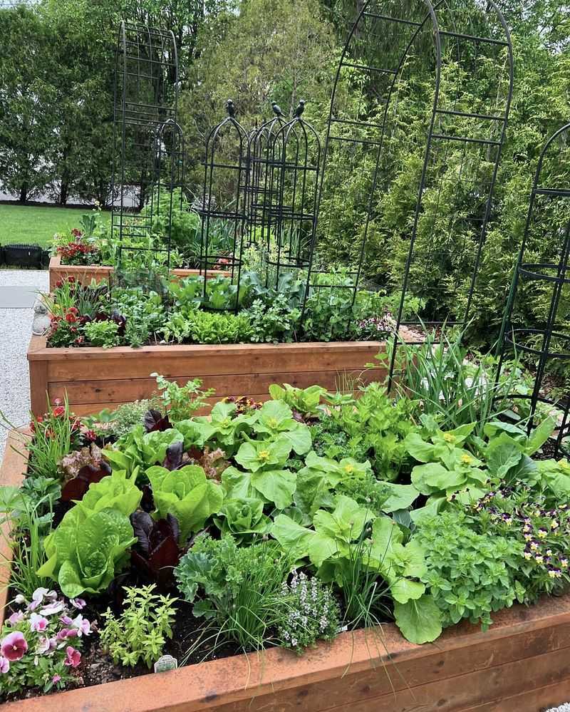 Tiny Vegetable Patch