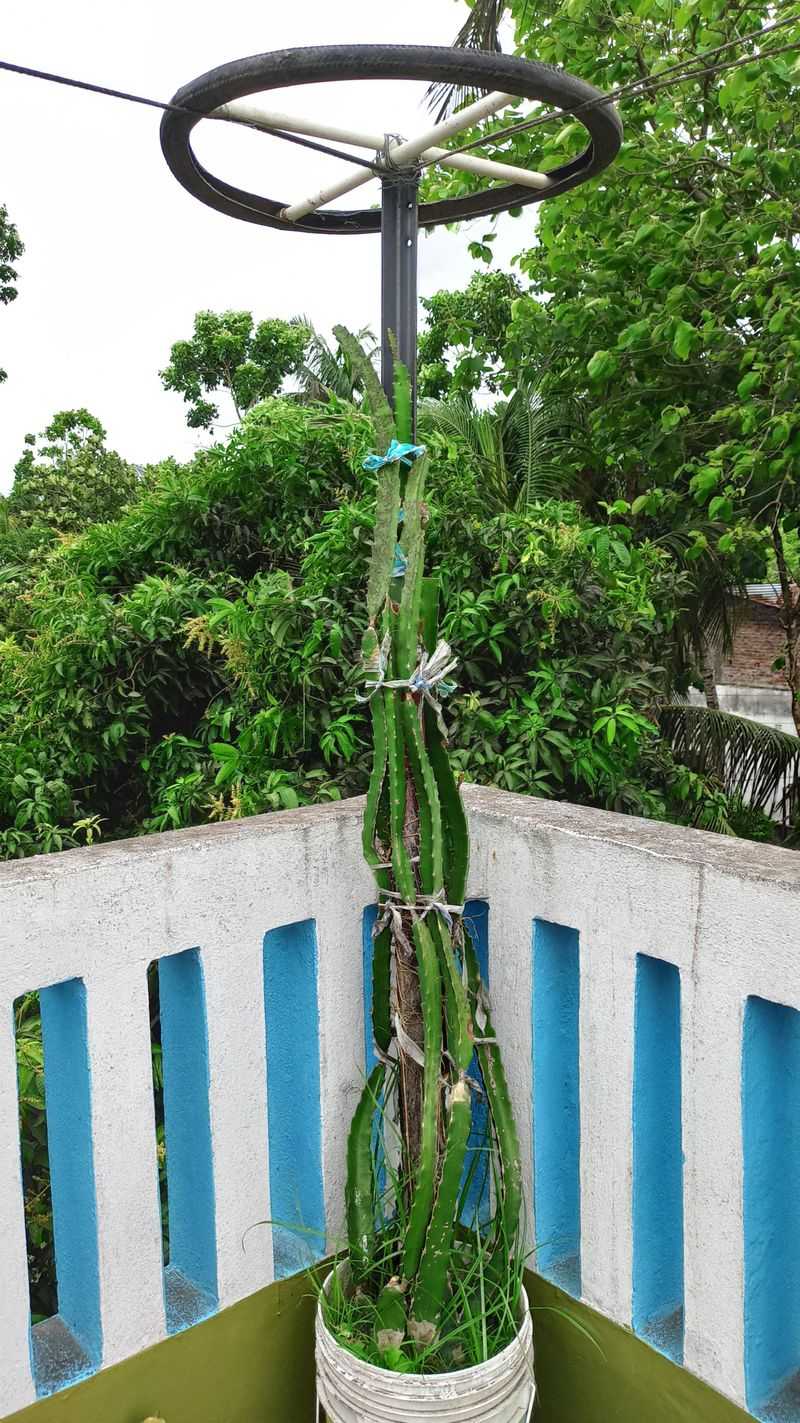 Tire Trellis