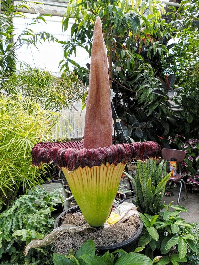 Titan Arum