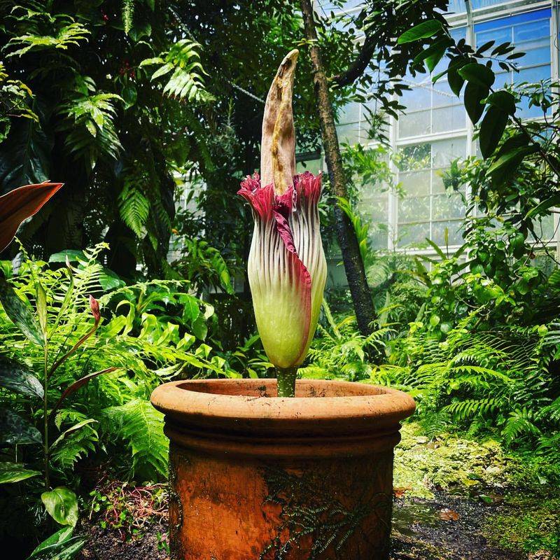 Titan Arum