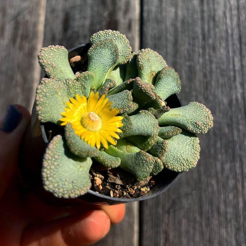 Titanopsis calcarea