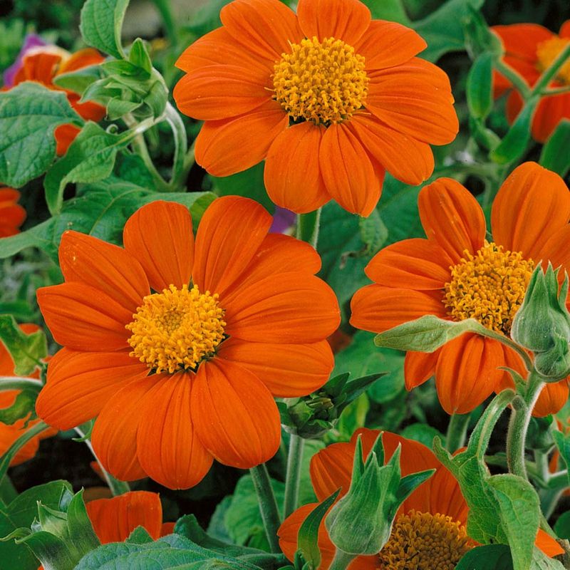 Tithonia