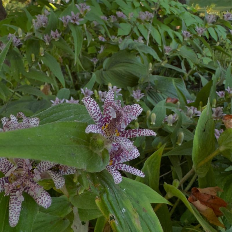 Toad Lily