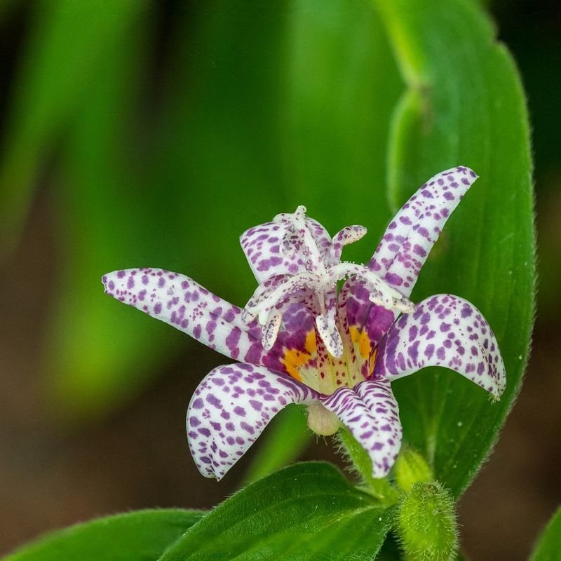 Toad Lily