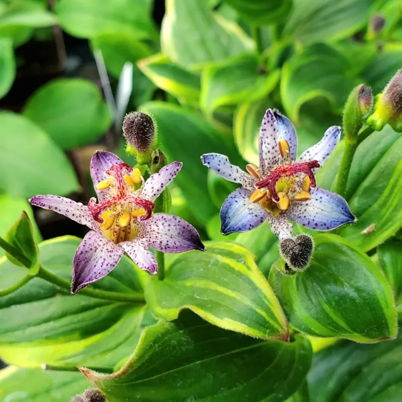 Toad Lily