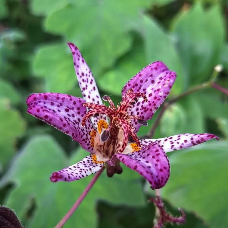 Toad Lily