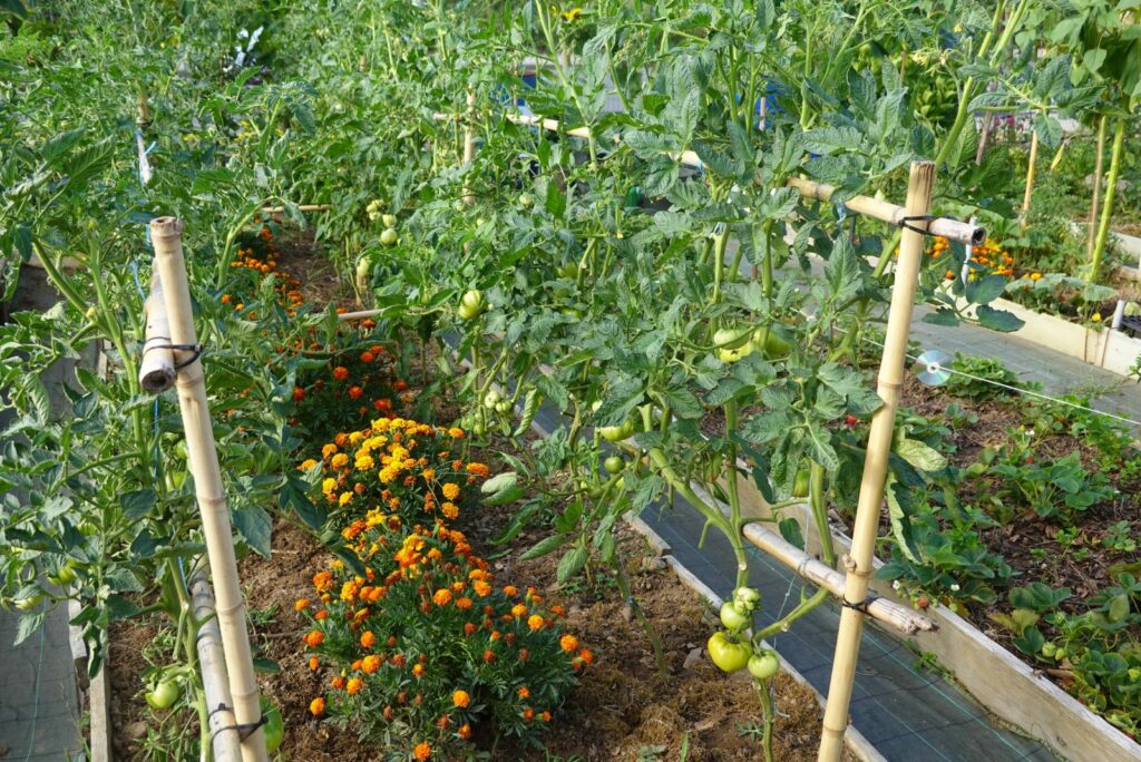 Tomato plants with bamboo supports and vibrant marigolds growing together in a raised garden bed