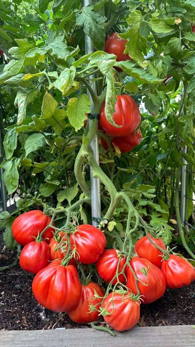 Tomatoes