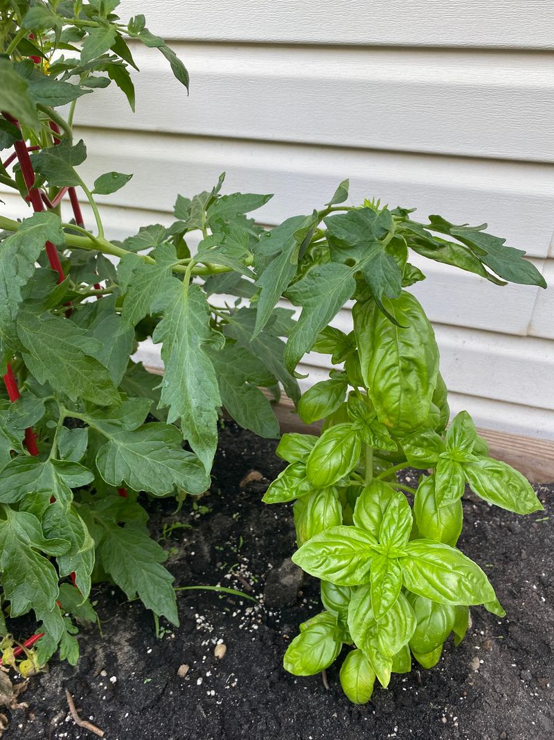 Tomatoes and Basil