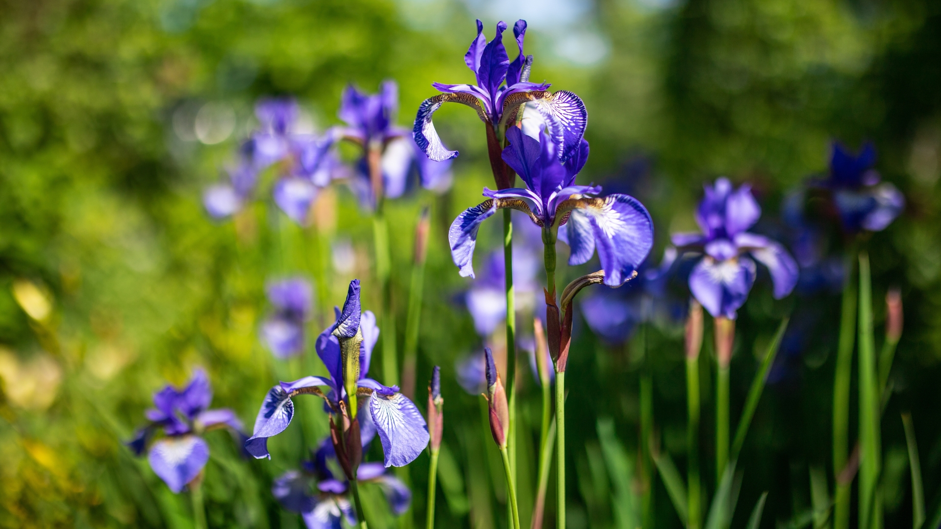 Top 20 Cold Hardy Perennials for Northern Gardeners